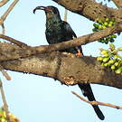 Irrisor moqueur