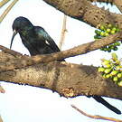 Irrisor moqueur