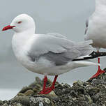 Mouette argentée