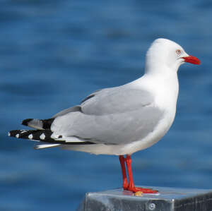 Mouette argentée