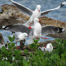 Mouette argentée