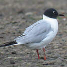 Mouette de Bonaparte
