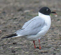 Mouette de Bonaparte