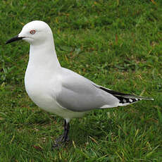 Mouette de Buller