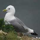 Mouette tridactyle