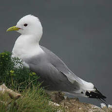 Mouette tridactyle