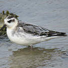 Phalarope à bec large
