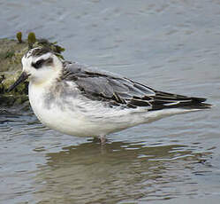 Phalarope à bec large