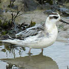 Phalarope à bec large