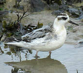 Phalarope à bec large