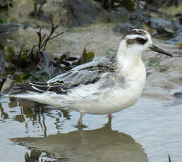 Phalarope à bec large