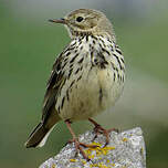 Pipit farlouse