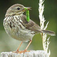 Pipit farlouse