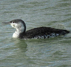 Plongeon catmarin