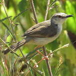 Prinia modeste