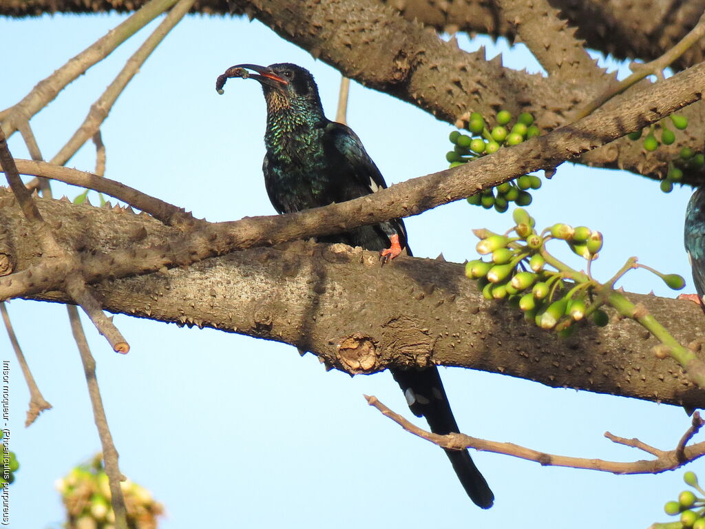 Green Wood Hoopoe