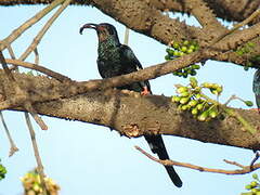 Green Wood Hoopoe