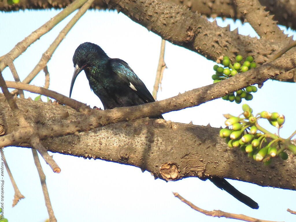 Green Wood Hoopoe