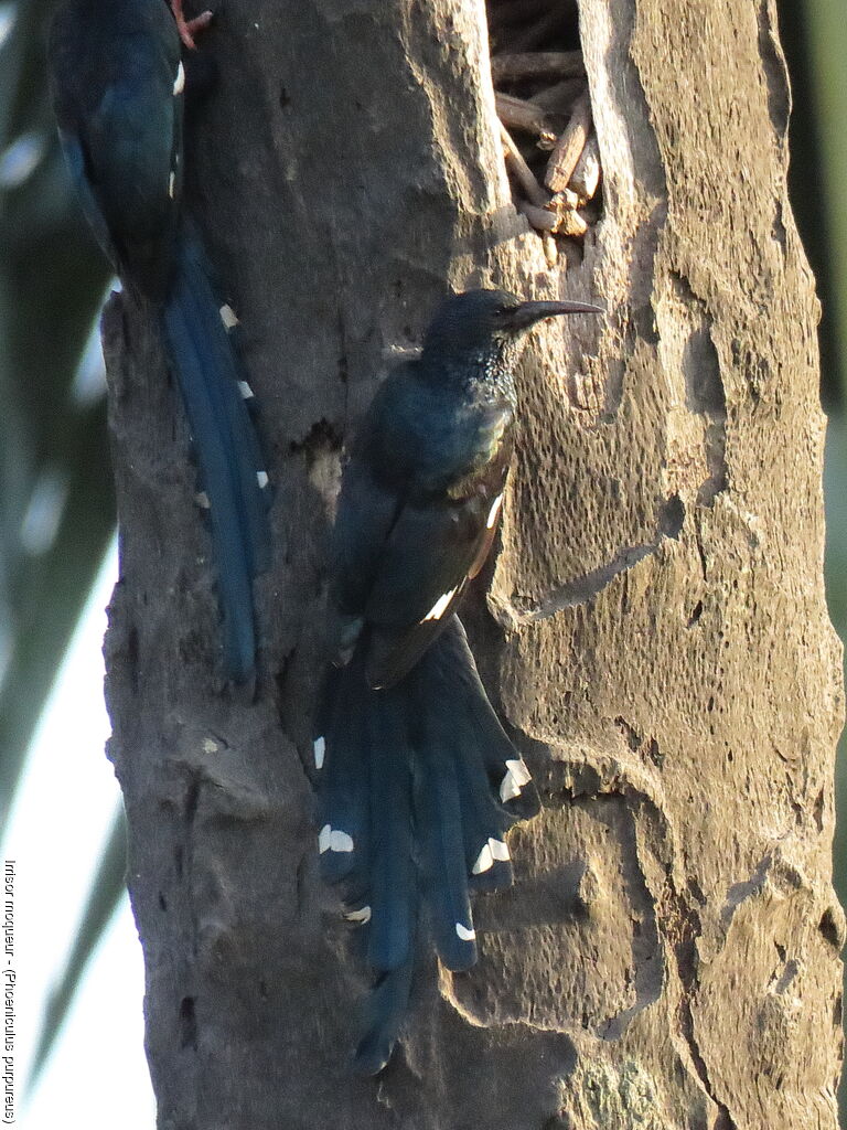 Green Wood Hoopoe