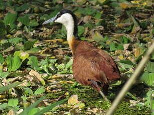 Jacana à poitrine dorée