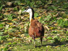 African Jacana