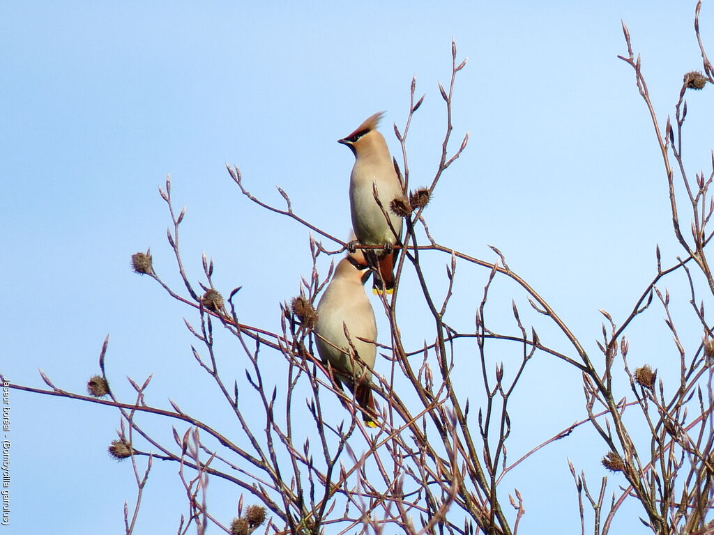 Bohemian Waxwing