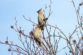 Bohemian Waxwing