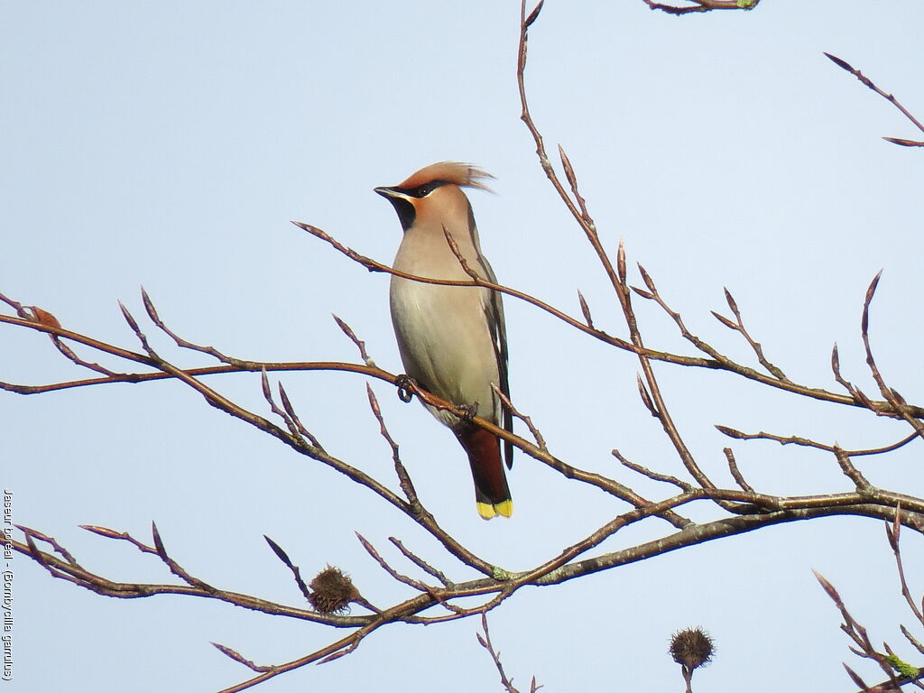 Bohemian Waxwing