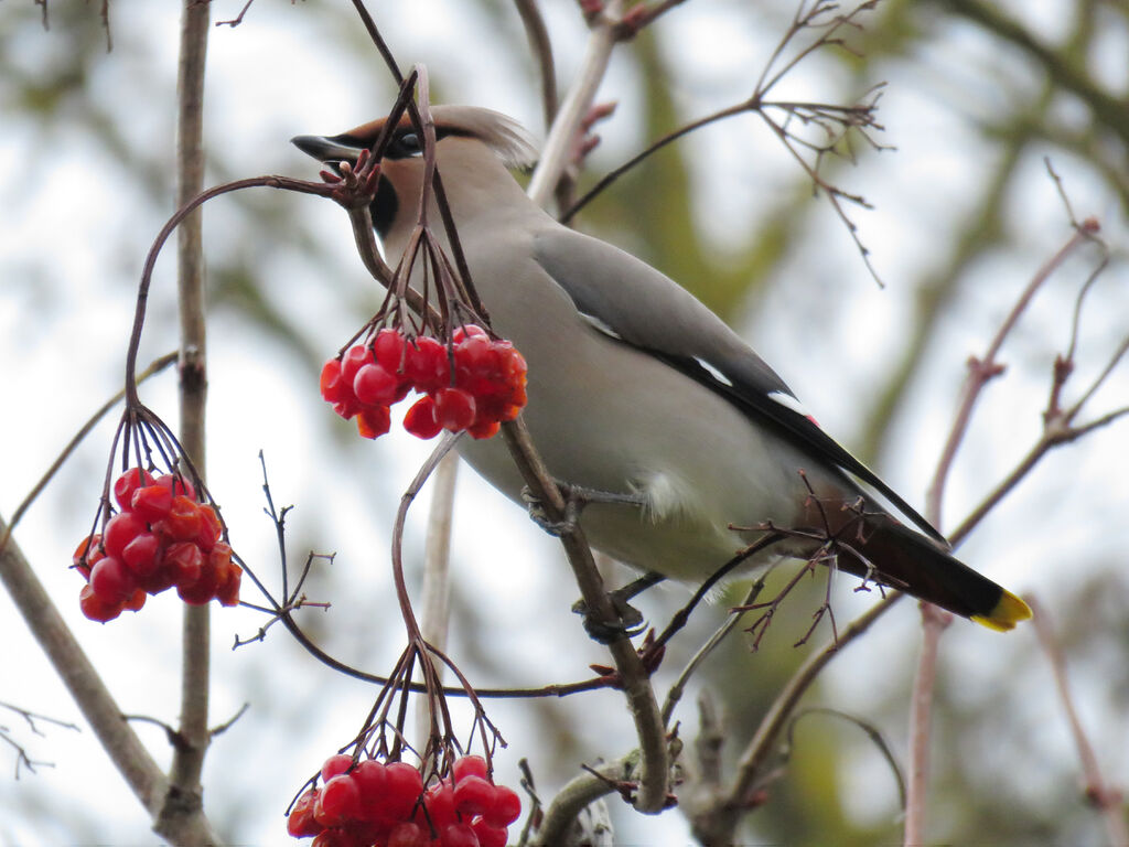 Bohemian Waxwing