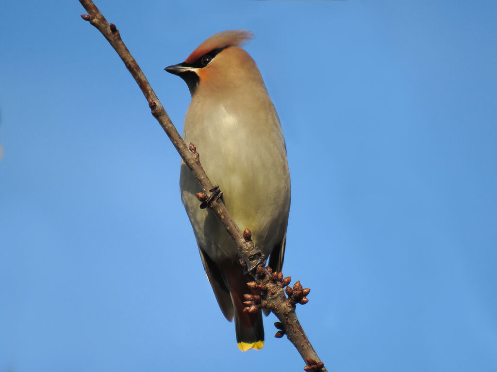 Bohemian Waxwing