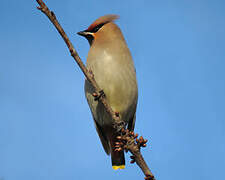 Bohemian Waxwing