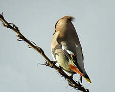 Bohemian Waxwing