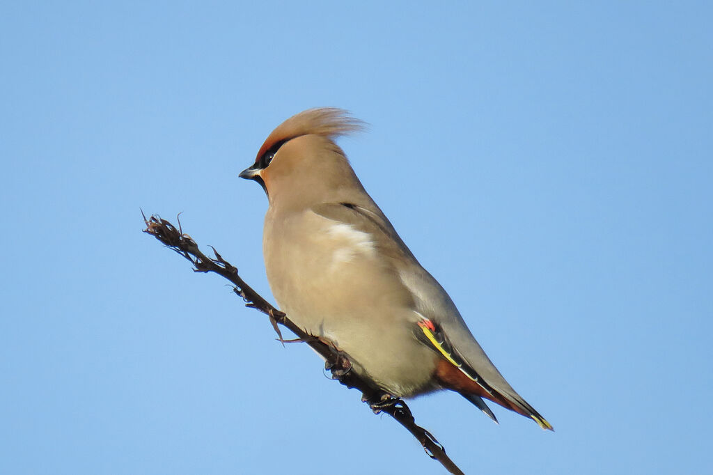 Bohemian Waxwing