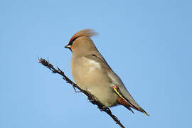 Bohemian Waxwing