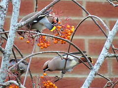 Bohemian Waxwing