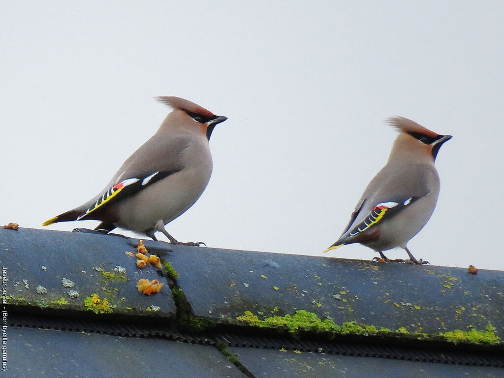 Bohemian Waxwing