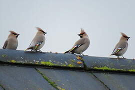 Bohemian Waxwing