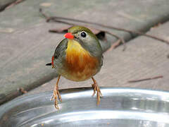 Red-billed Leiothrix