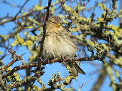 Twite