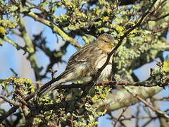 Twite