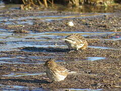 Twite