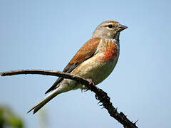 Common Linnet