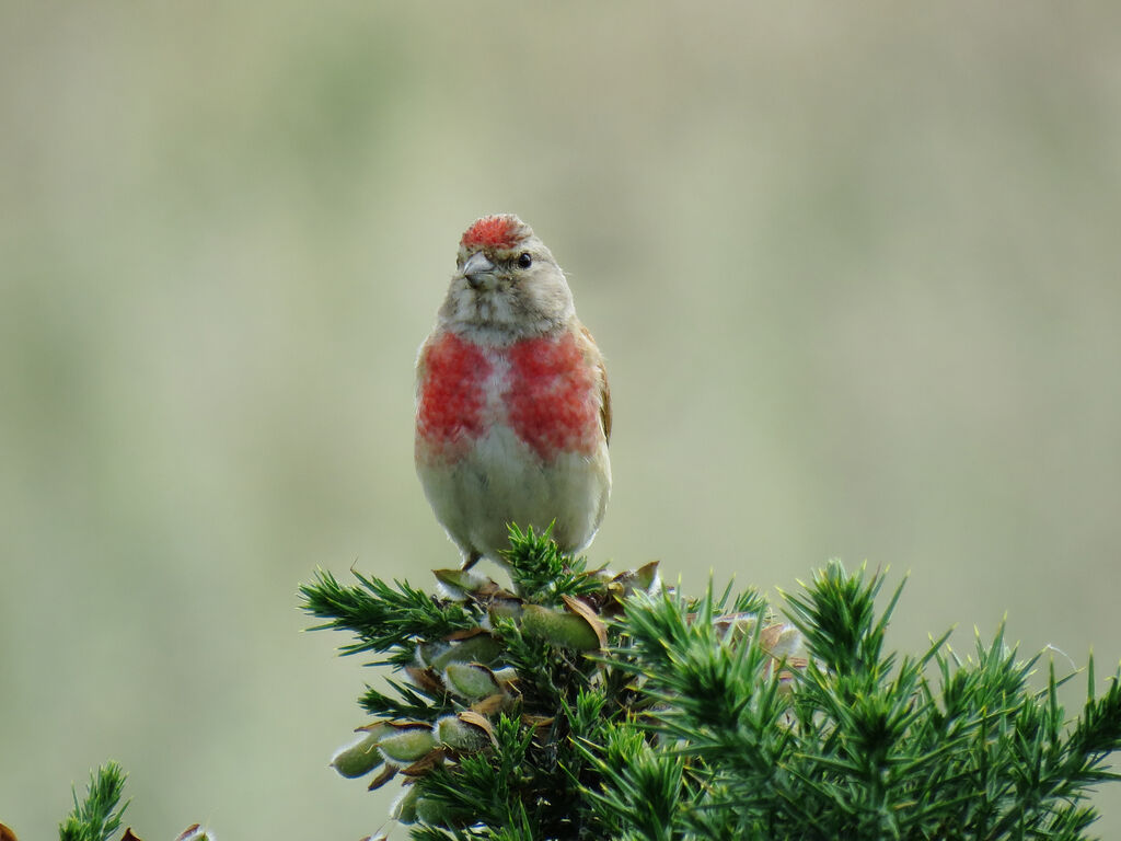 Common Linnet