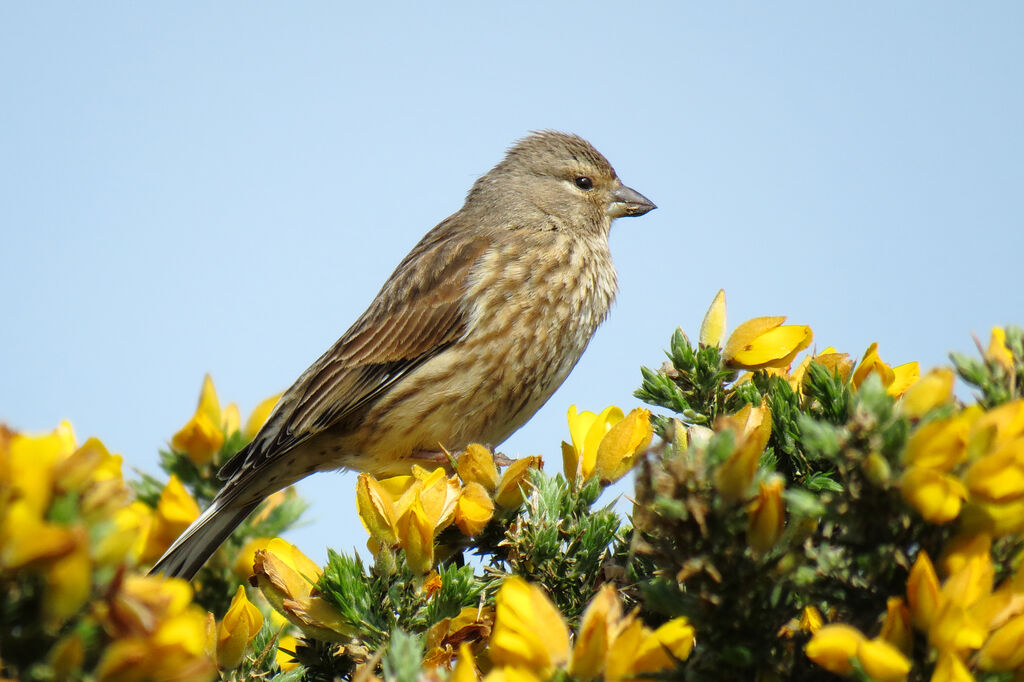 Common Linnet