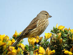 Common Linnet