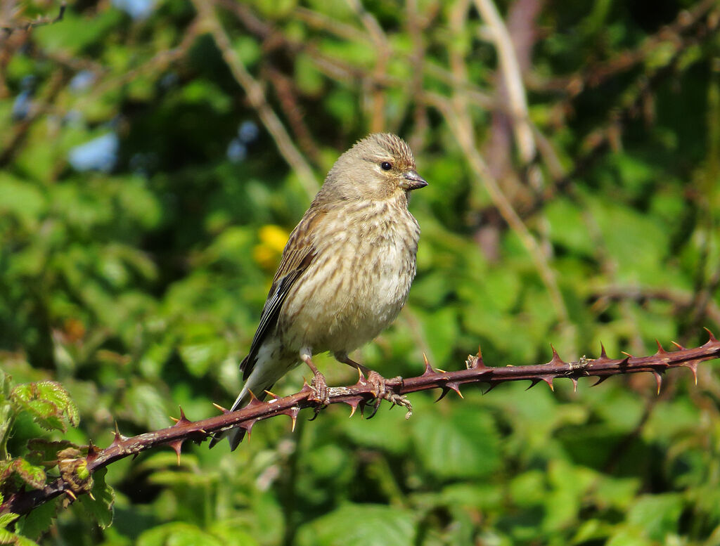 Linotte mélodieuse