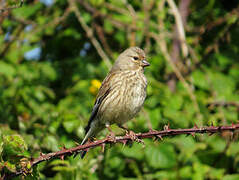 Common Linnet