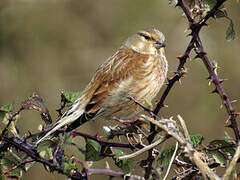 Common Linnet