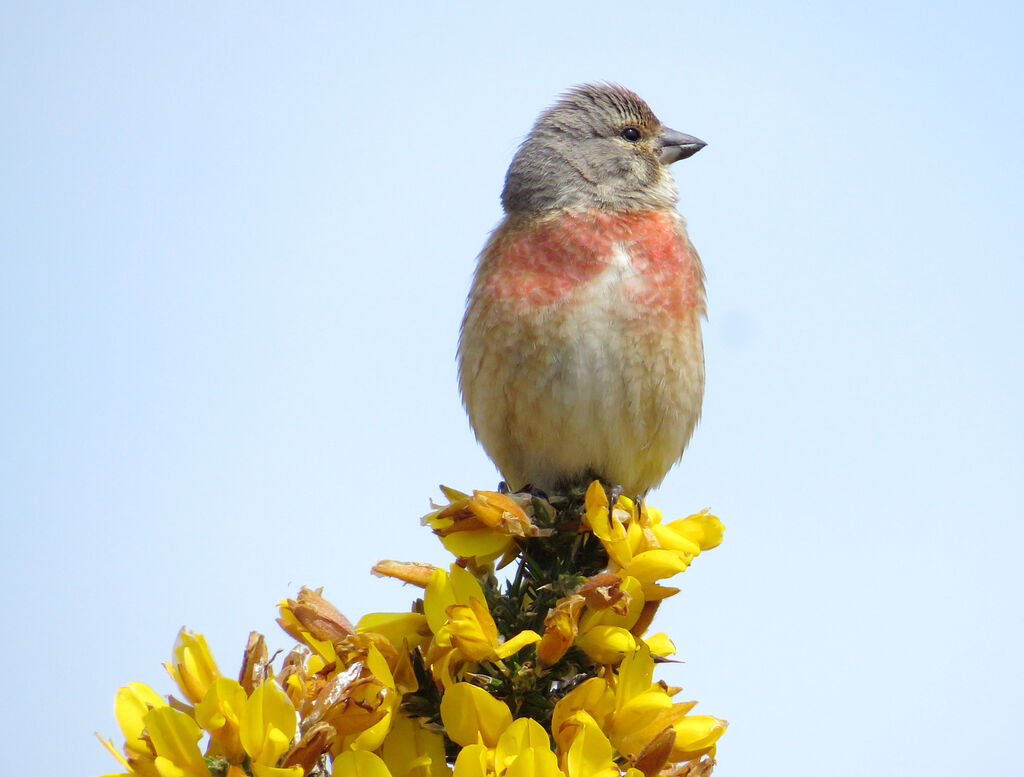 Common Linnet