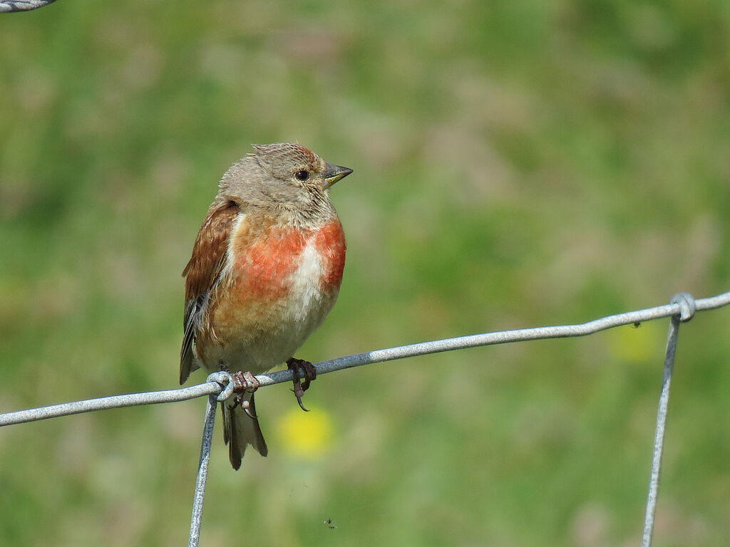 Common Linnet